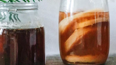 Fakta Scoby Kombucha Rahasia Minuman Sehat dan Cara Membuatnya