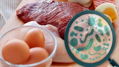 Bahaya Infeksi Salmonella Bagi Tubuh