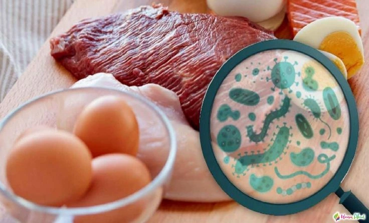 Bahaya Infeksi Salmonella Bagi Tubuh