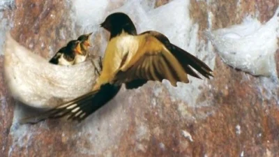 Mengungkap Alasan Harga Sarang Burung Walet Mahal
