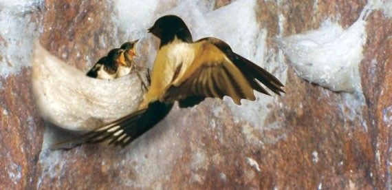 Mengungkap Alasan Harga Sarang Burung Walet Mahal