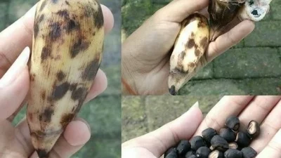 Mengenal Pisang Sunan Bonang yang Langka dan Unik dari Tuban
