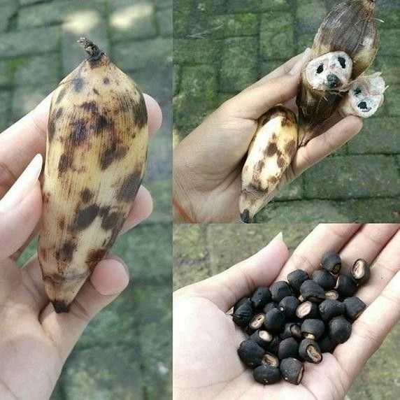 Mengenal Pisang Sunan Bonang yang Langka dan Unik dari Tuban